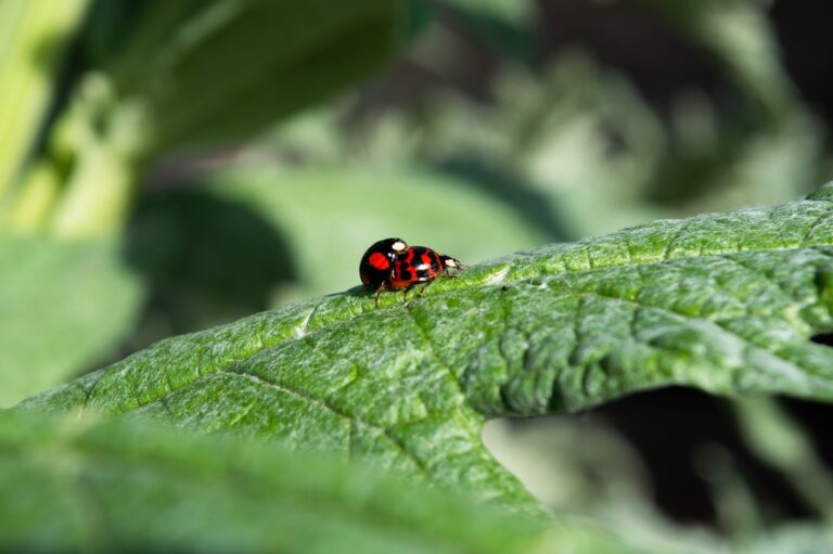 Creating a Wildlife-Friendly Garden: A Step-by-Step Guide
