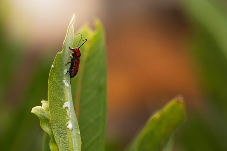 Natural Pest Control Methods for a Healthier Garden